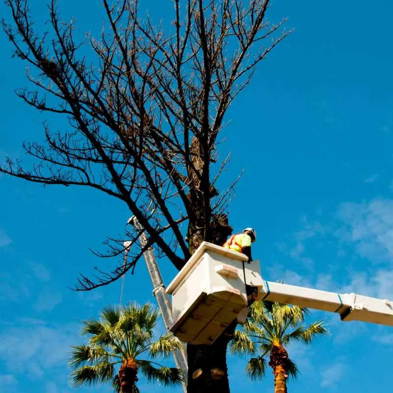 Élagage d'arbre à L'Isle sur la Sorgue