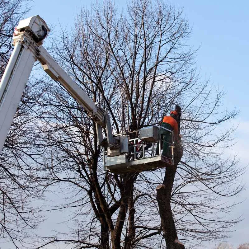 Élagage d'un arbre en hauteur à Carpentras